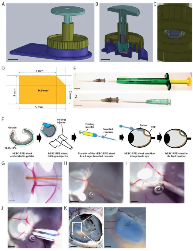Figure  3:  Description  of  the  medical  device  MD2  used  to  prepare  the  hESC-RPE  sheet  and  sheet  implantation procedure in enucleated pig eyes