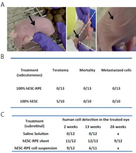 Table recapitulation the results of the biodistribution study (in the treated eye) in Nude rats grafted in  the subretinal space with RPE sheets, RPE cell suspension or a control saline solution