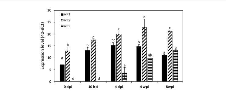 FIGURE 4 | Expression of Medicago truncatula NR genes at various times of the symbiotic process
