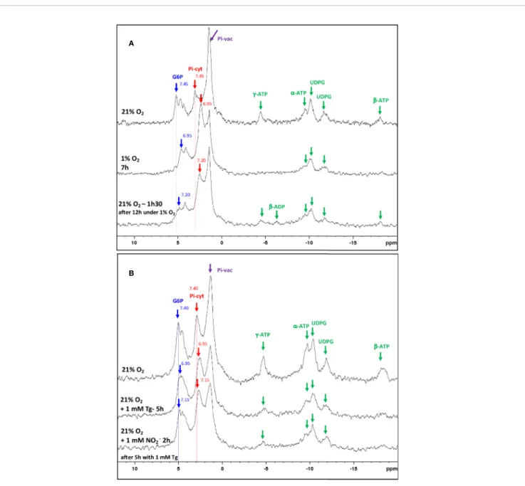 FIGURE 8 | In vivo 31 P-NMR study of metabolic transitions induced in Medicago truncatula nodules