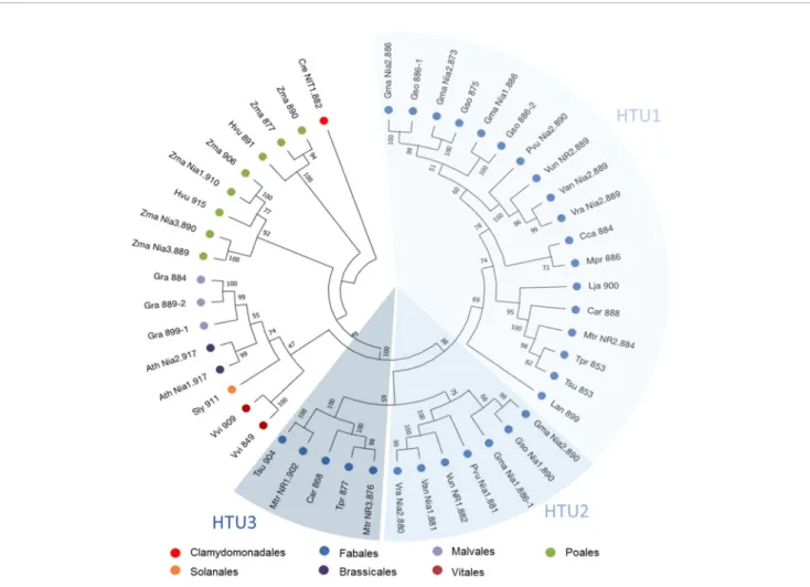 FIGURE 1 | Phylogenetic tree of NR protein sequences. 47 nitrate reductase sequences from model plants or belonging to the Fabaceae family were used in this analysis