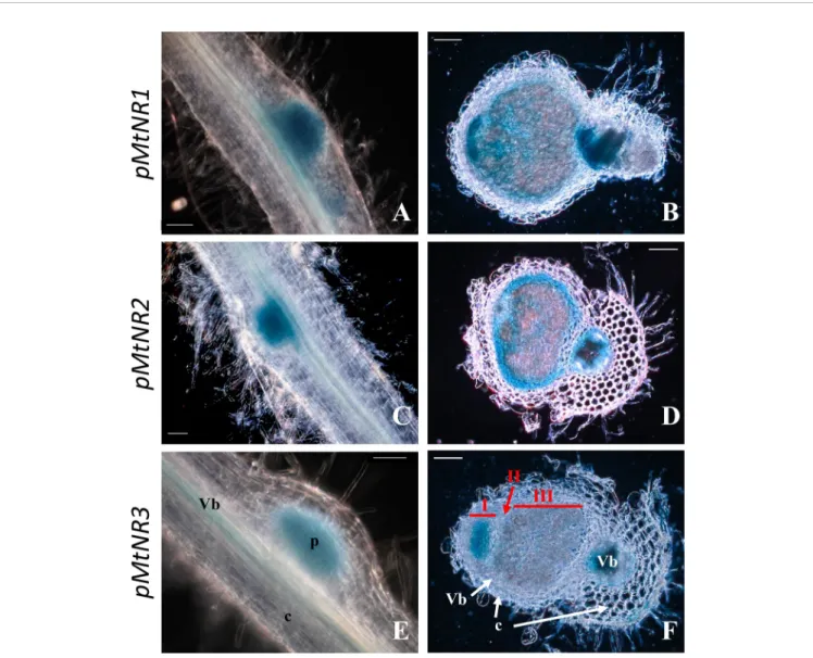 FIGURE 2 | Histochemical localization of MtNRs expression in Medicago truncatula roots