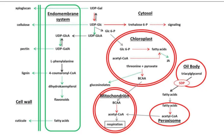 FIGURE 4 | Schematic view of metabolic pathways showing differential gene expression in adg1, adg1 be2 be3, and be2 be3 mutants