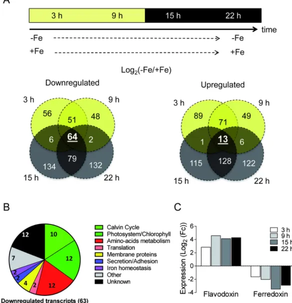 Figure 6.  Transcriptomic response of RCC802. (A) RCC802 cells were grown for 5 days under 12 h light: 12 h  dark cycles in  + Fe (270 nM Fe(III)-EDTA) or  − Fe (5.4 nM Fe(III)-EDTA) conditions