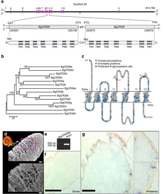 Figure 1 | Candidate chemosensory receptors of B. glabrata. (a) LGUN_random_Scaffold39 contains fourteen candidate chemosensory receptor (CR) genes (BgCRa-n)