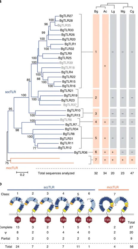 Figure 2 | TLR genes in B. glabrata. (a) Analysis of the (complete) TIR domains from BgTLRs identiﬁed seven classes (neighbour-joining tree, scale bar represents amino-acid substitutions per site)