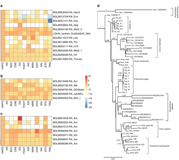 Figure 3 | Expression of cardiac genes and actin genes in B. glabrata tissues. (a) Cardiac regulatory genes