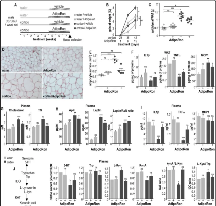 Fig. 1 AdipoRon prevents excess weight gain, adiposity, and dyslipidemia in long-term corticosterone-treated mice