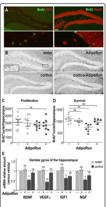 Fig. 4 AdipoRon rescues neurogenesis in the dentate gyrus of the hippocampus of depressive-like mice