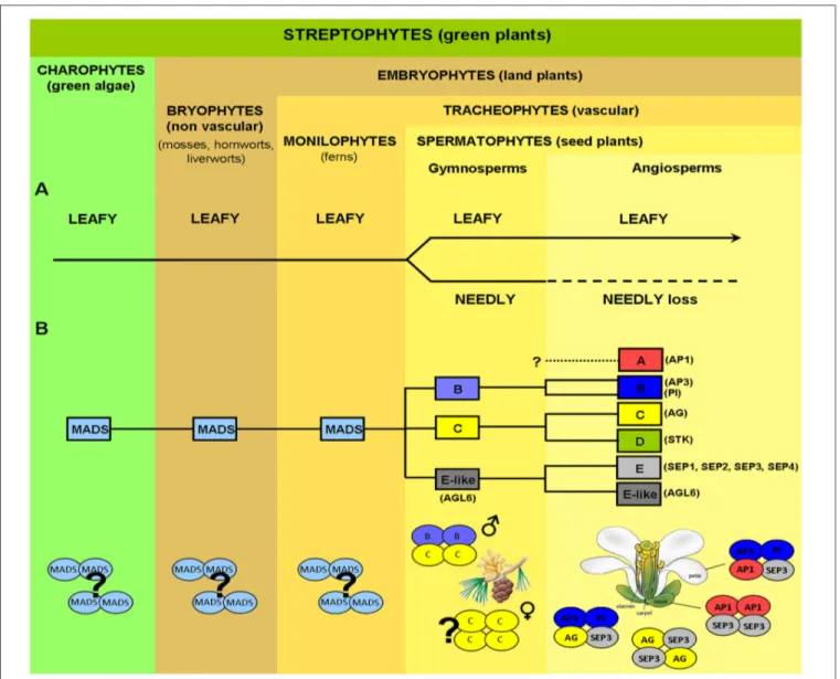 FIGURE 1 | Evolution of key genes controlling plant reproductive development. (A) Evolution of LEAFY (LFY) from green algae to angiosperms