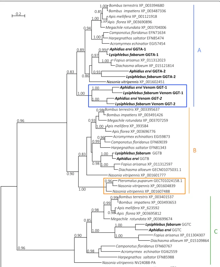 Fig. 5 Phylogeny of hymenopteran GGT sequences. Phylogeny depicting gamma glutamyl transpeptidase (GGT) sequences across Hymenoptera.