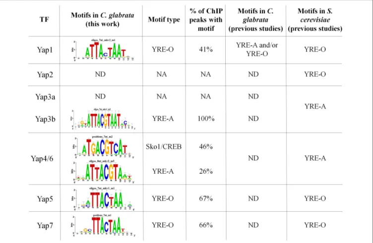 FIGURE 2 | CgYaps Transcription Factor Binding Sites predictions based on ChIP peaks. The motifs were predicted from the ChIP-peaks sequences using Peak Motif (Thomas-Chollier et al., 2012)