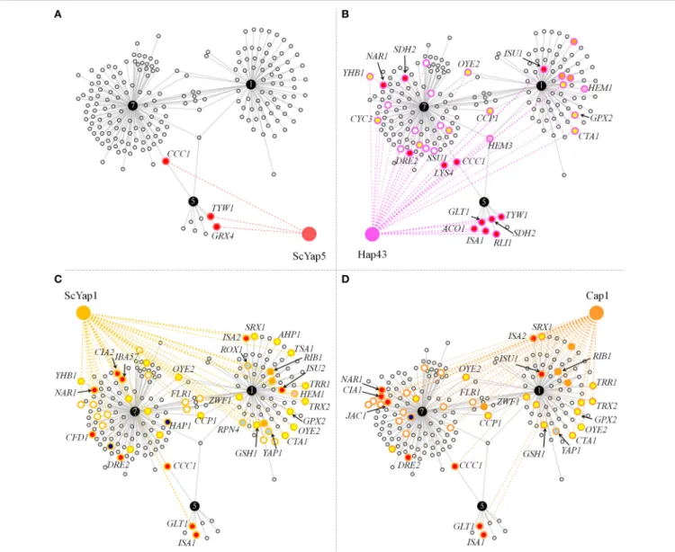 FIGURE 4 | Conservation of the CgYap1/5/7 subnetwork in S. cerevisiae and C. albicans