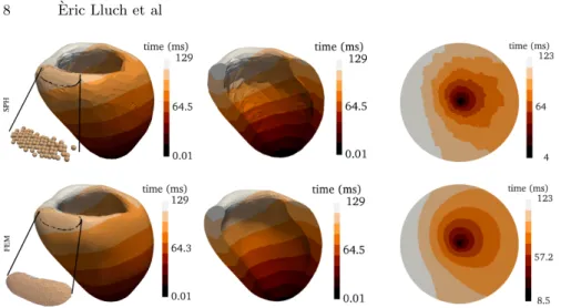 Fig. 3: Left: Contour color map of depolarization times for the left ventricle model. Middle: a longitudinal cross section of the ventricle