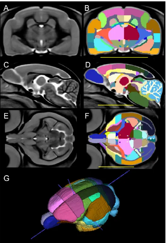 Figure  2.  Labeling  of  the  mouse  lemur  atlas.  Brain  structure  delineations  are  shown  in  coronal,  sagittal  and  axial  views  (B,  D,  F)  together  with  corresponding  template  images  (A,  C,  E)