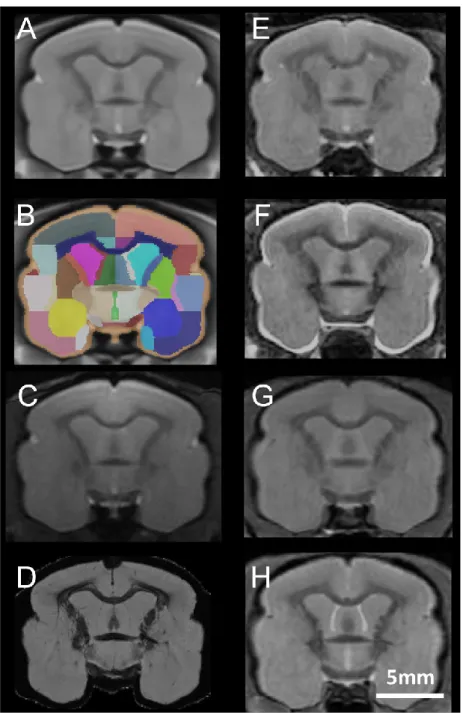 Figure 3. Registration of various in vivo and ex vivo MR images to the mouse lemur template