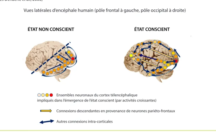 Figure 1 : représentation schématique, chez l’humain, de liaisons entre les neurones télencéphaliques  dans le cas d’un état non conscient et d’un état conscient selon l’hypothèse de « l’espace global de travail »