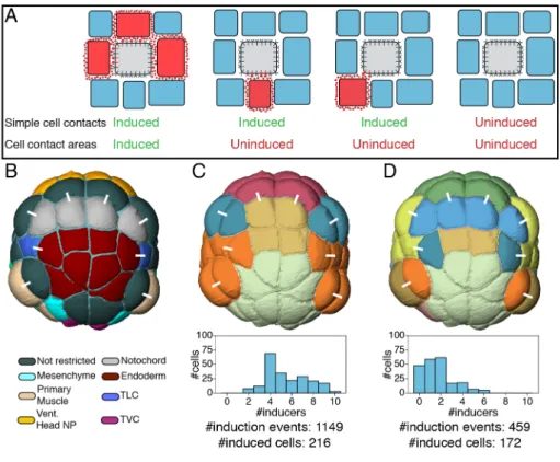 Figure 5: Models of cell-cell contact-dependent inductions. A) Two scenarios of contact- contact-dependent cell inductions