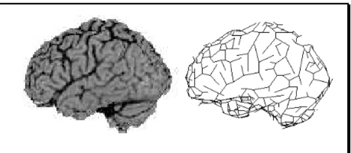 Figure  1:  Lateral  projection  of  a  MRI  image  (left), polygonal description of sulci (right)