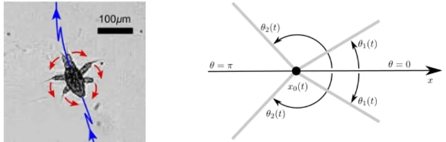 FIG. 1. Sketch of the upper half of a swimmer paddling along the x axis, the line of symmetry.