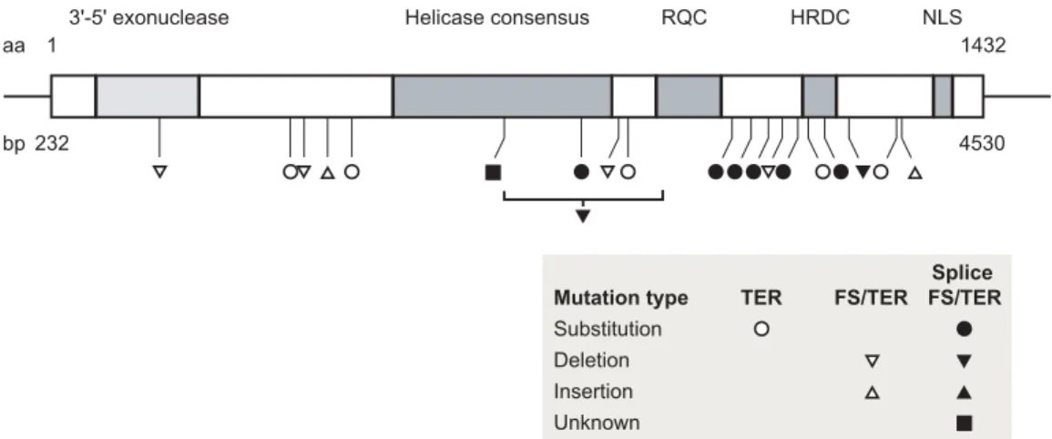 Fig. 1. Domain structure of WRN and spectrum of WS-associated WRN mutations. The central box indi- indi-cates the WRN open reading frame with amino acid residue numbering indicated on top and cDNA base pair coordinates below