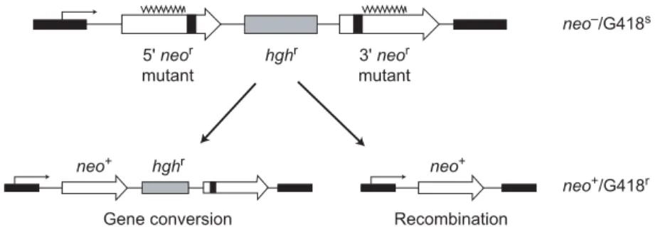 Fig. 2. DR reporter plasmid structure and recombinant classes. Structure of a DR re- re-porter plasmid, pNeoA (57)