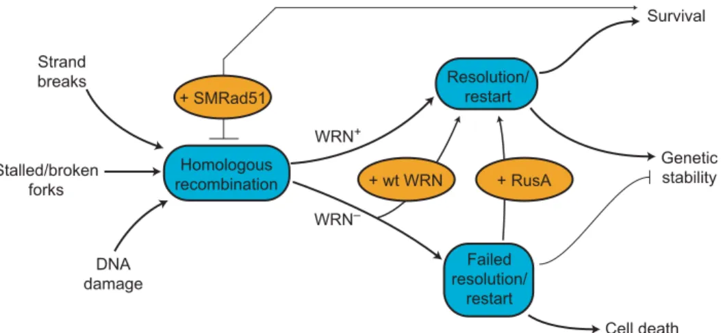 Fig. 3. Model of WRN function in HR. DNA damage, replication, or repair can initiate HR (left).