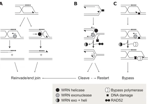 Fig. 4. Potential recombination resolution and replication restart pathways using WRN ex- ex-onuclease or helicase activity