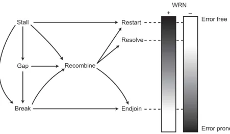 Fig. 5. S-phase substrate trafficking and outcomes. As depicted in Fig. 3, several types of DNA damage, including replication fork stalling, DNA gaps that result from fork stall, and DNA breaks, can initiate HR