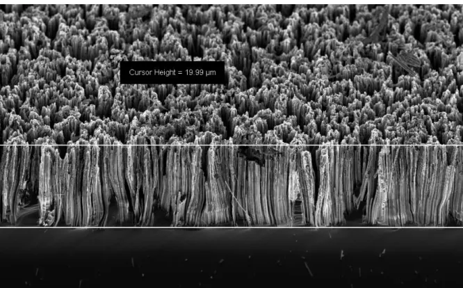 Figure 7: SEM image of silicon nanowires fabricated by MACE method on a c-Si substrate.