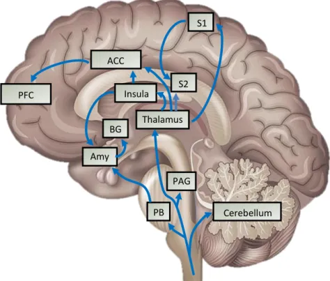 Fig.  8:  Afferent  pain  pathways.  Afferent  nociceptive  information  enters  the  brain  from  the  spinal  cord