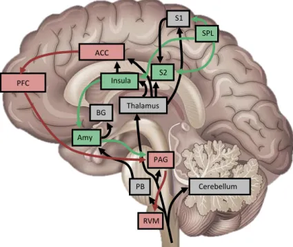 Fig. 9: Main structures of the pain matrix (grey coloured) and of the descending pain modulating system, mediating effect of  attention  (green  coloured)  and  emotions  (red  coloured)