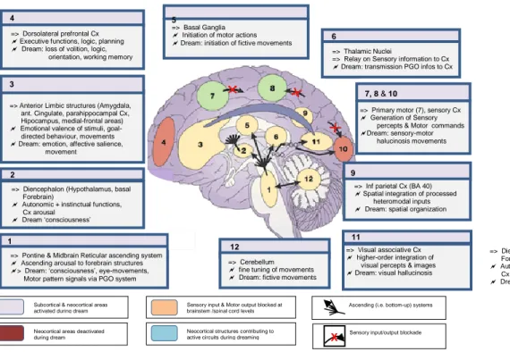 Fig. 6: Brain structures involved in Wakefulness, Sleep regulation and Mental process   numbers from 1 to 12 are indicative of successive steps of information processing  in various neuronal structures