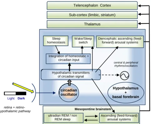 Fig. 7: Brain circuits regulating sleep-wake changes and REM/non-REM transitions. 