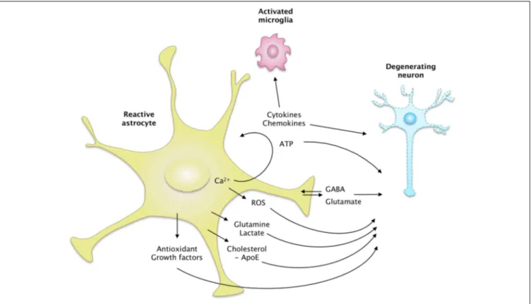 FIGURE 4 | The secretome of reactive astrocytes. Astrocytes secrete many active molecules that influence neuronal survival and synaptic activity.