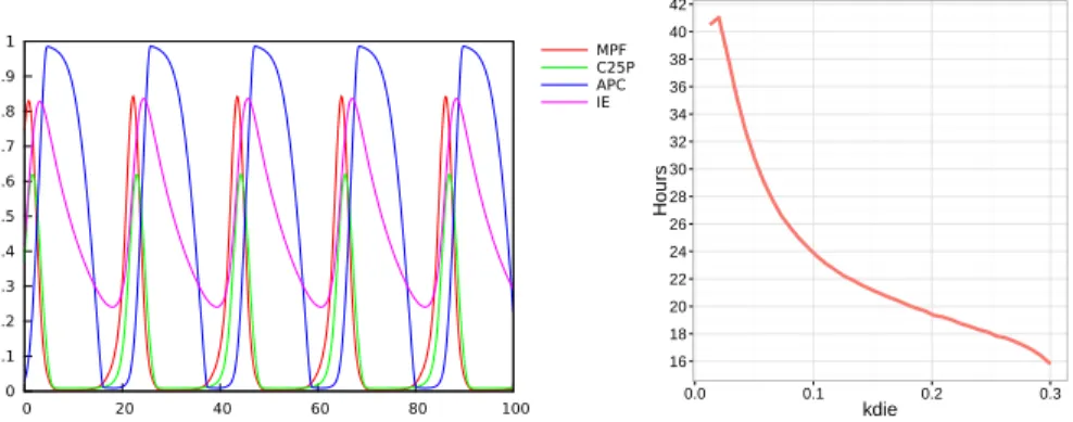 Figure 2: Left: Simulation of the cell division cycle model of Qu et al. Right: Period of the cell division cycle (measured as the distance between successive peaks of MPF) as a function of the parameter kdie for MPF activation by Cdc25p in the model of Qu