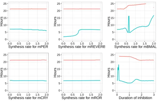 Figure 4: Period of the circadian clock (red) and time delay between MPF and RevErb-α peaks (blue) in the coupled model calibrated with the first set of parameters, and when the cell cycle has a period of 21h
