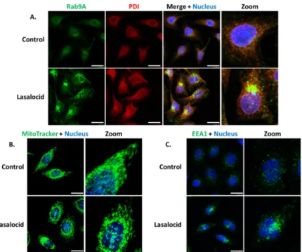 Figure 6. Vesicles and organelles labelling. The same experimental conditions than in Figure 5 were  used for (A–C)