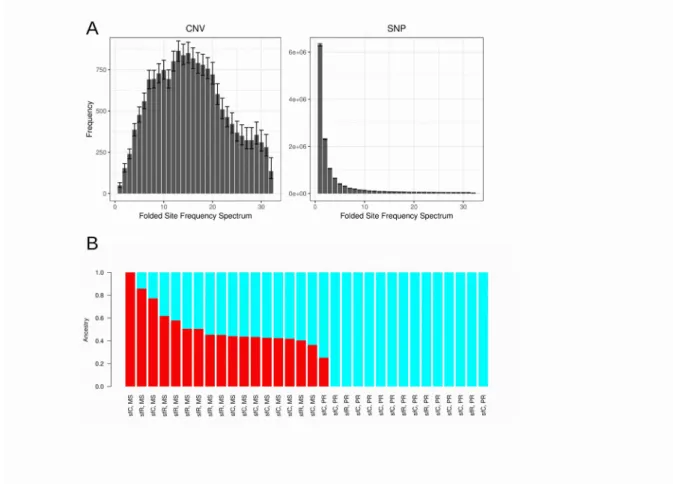 Figure 4. Selection on CNVs observed from PR. A. Folded site frequency spectrum at CNV and  SNP