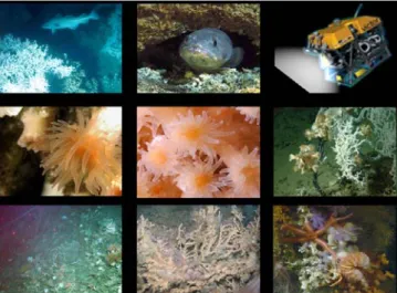 Figure 1: Photos of living solitary and  constructional coral species from Porcupine  Seabight including a photo of the French  remotely operated vehicle Victor 6000 and  fish hiding in the coral frameworks (Images  kindly provided by IFREMER - Caracole  c