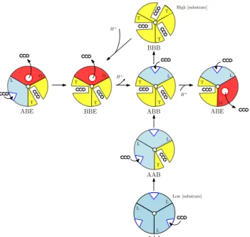 Figure 8: Mechanism for the trimer (Adapted from [5]) Schematic representation of the AcrB alternating site functional rotation transport mechanism extended by postulated intermediate steps.