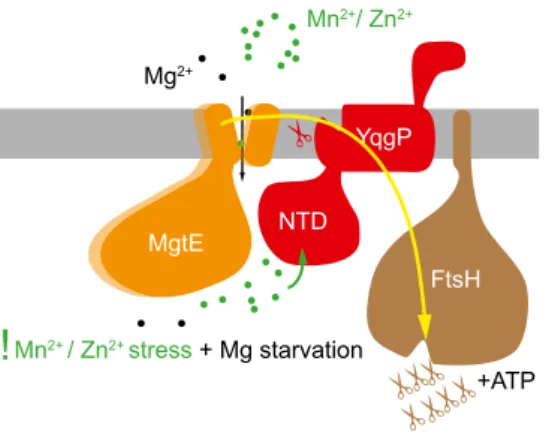 Figure 8. Summary of the role of YqgP in MgtE proteostasis.