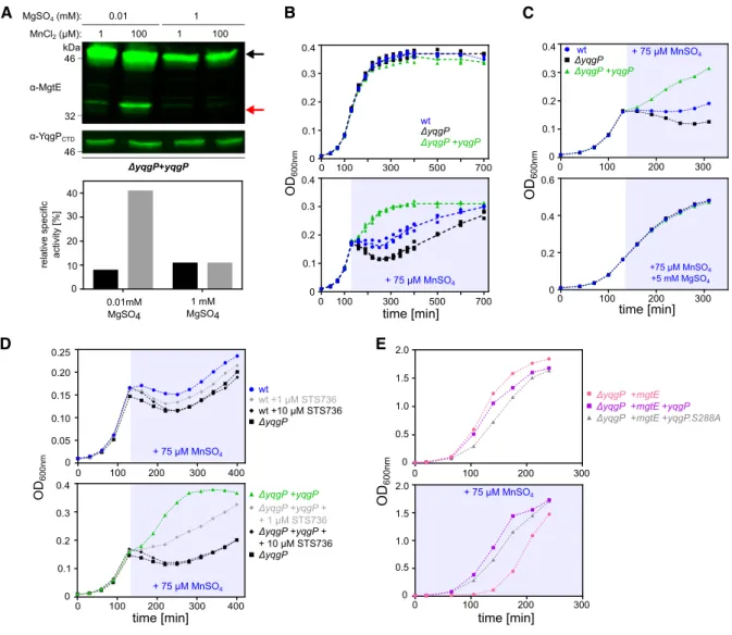 Figure 3. Magnesium starvation and manganese excess activate cleavage of MgtE by YqgP, which is beneficial in manganese-stress conditions.