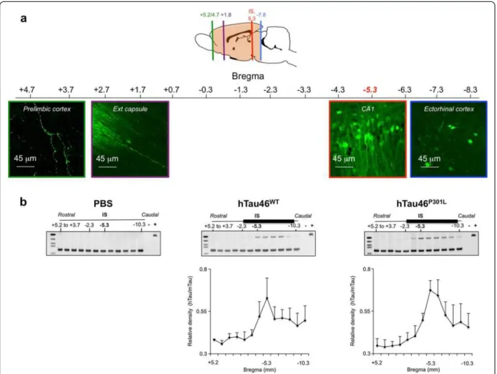 Figure 4 Cell-to-cell protein transfer is specific to Tau protein WT. (a) eGFP is not transported in secondary connected neurons
