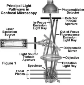 Figure 1: Illustration of a confocal microscope. The laser is the excitation light source