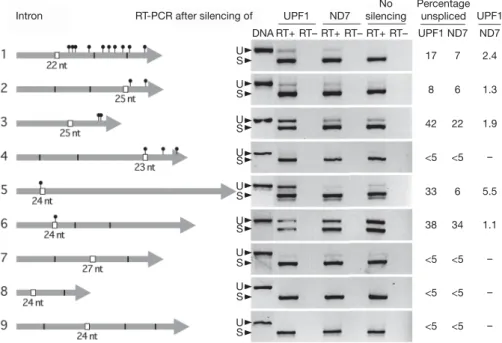 Figure 4 | Accumulation of unspliced mRNAs after UPF1 knockdown.