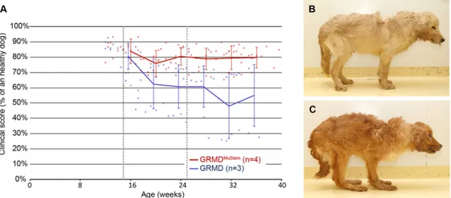 Fig 1. Clinical follow-up. (A) Mean ± SD clinical scores of mock GRMD dogs and MuStem cell-injected dogs (GRMD MuStem )