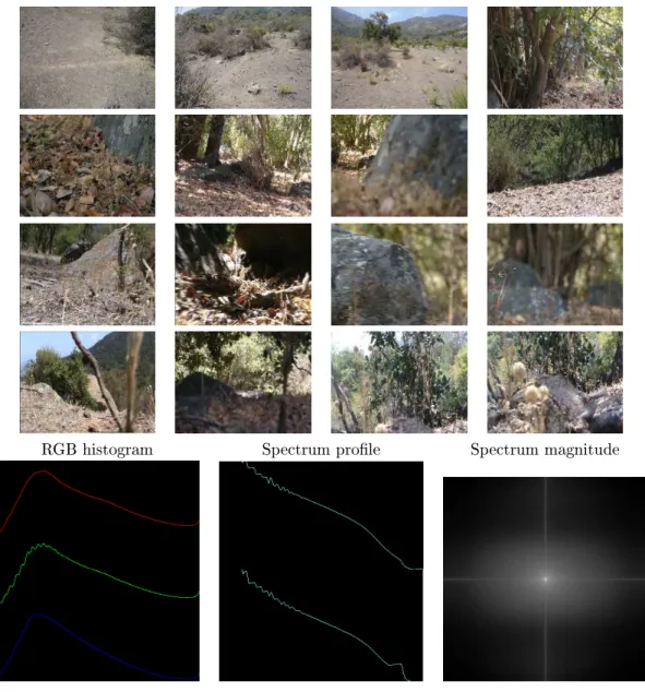 Figure 6: The La Campana database: a natural habitat of Octodon degus rodent (40 sequences of 10 2 images of about 800 × 800 pixels)