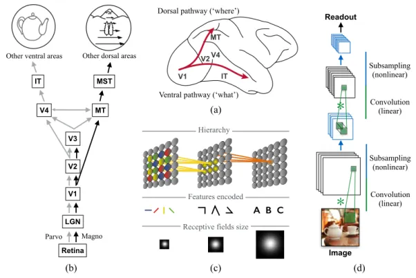 Figure 1: The classical view of hierarchical feedforward processing. (a) The two visual pathways theory states that primate visual cortex can be split between dorsal and ventral streams  originat-ing from the primary visual cortex (V1)