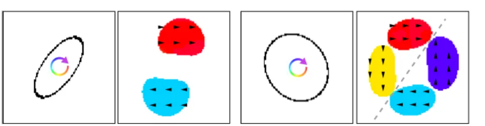Figure 7: Model response to the gelatinous ellipses. (a) We first process a thin ellipse of ratio 9:20 and the resulting motion (b) is compatible with rotation.
